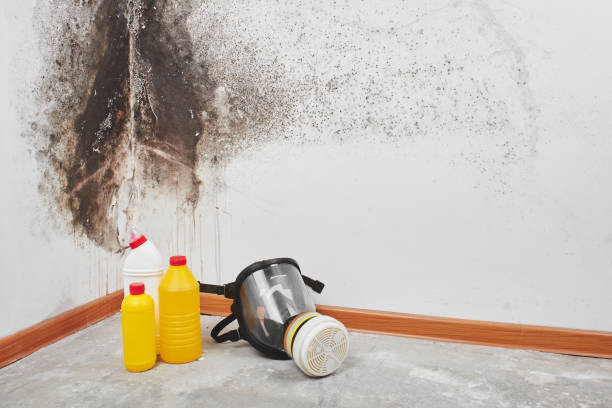 Best Emergency Mold Removal  in Quincy, WA