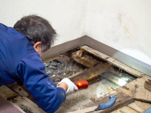 Best Local Mold Removal Service  in Quincy, WA
