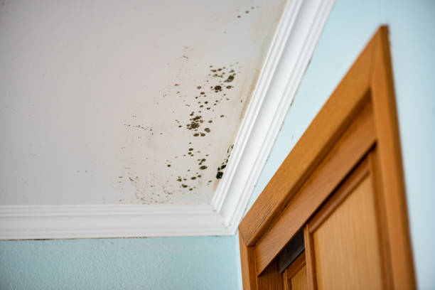 Best Professional Mold Removal  in Quincy, WA
