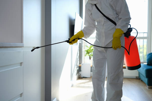 Best Best Mold Removal Companies  in Quincy, WA