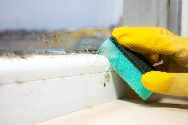 Best Mold Removal and Inspection  in Quincy, WA