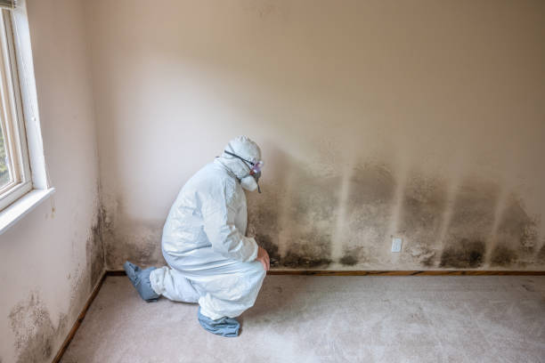 Best Mold Testing  in Quincy, WA