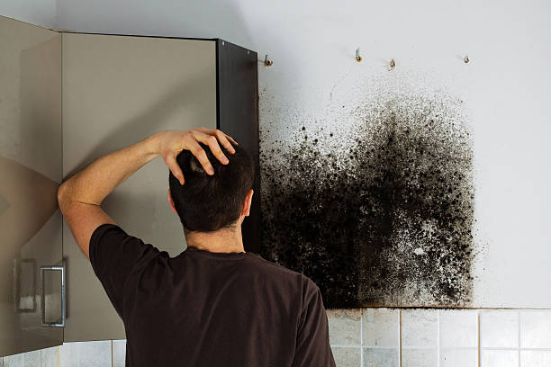Mold Removal and Inspection in Quincy, WA