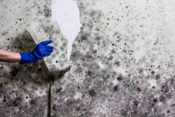 Best Same-Day Mold Removal  in Quincy, WA