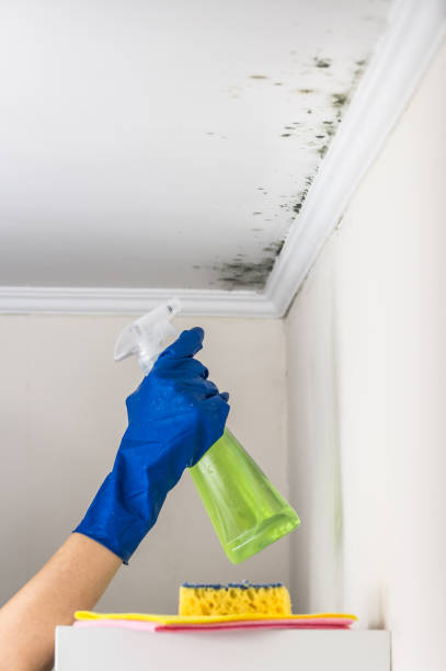 Best Mold Remediation Services  in Quincy, WA